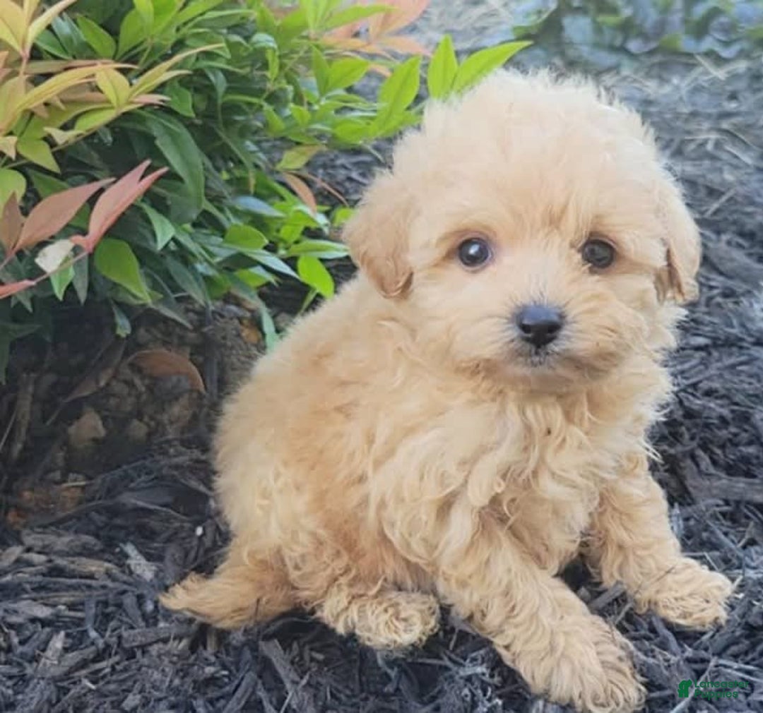Maltipoo dogs for sale: Dulce - Image 1