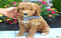 Standard Poodle dogs for sale: Dustan - Image 5
