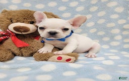 French Bulldog dogs for sale: Fido - Image 18