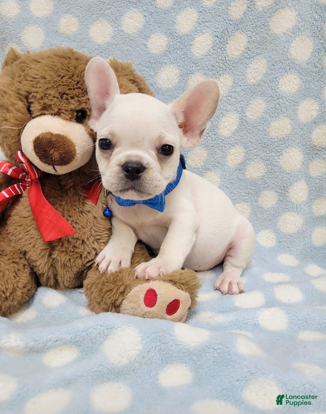 French Bulldog dogs for sale: Fido - Image 18