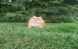 Pomeranian dogs for sale: Edger - Image 9