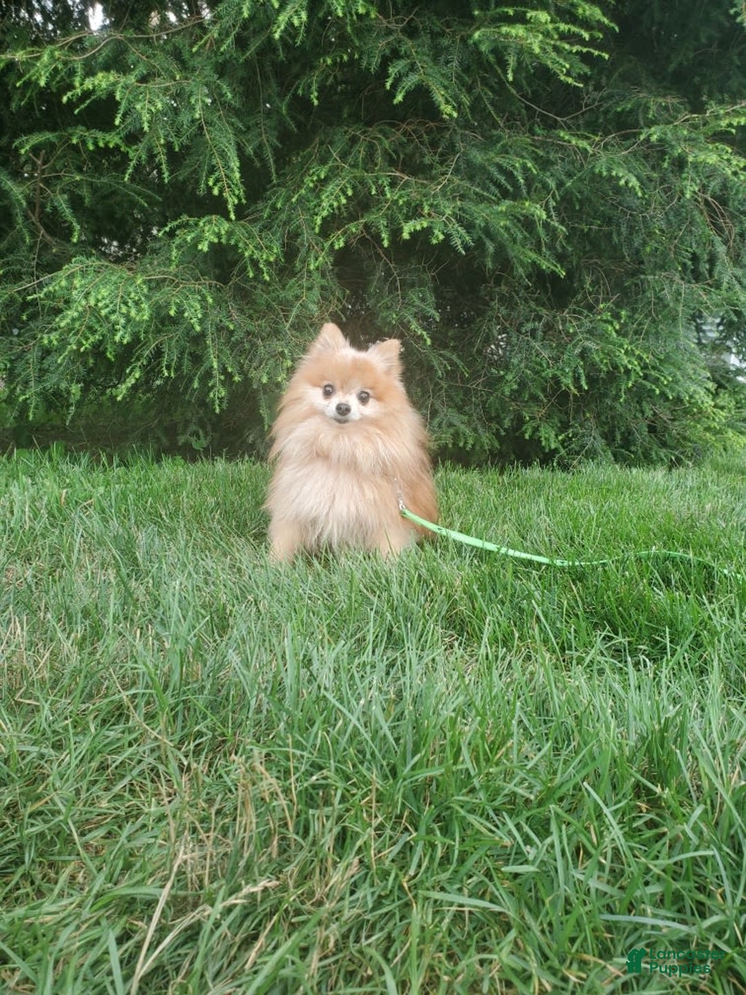 Pomeranian dogs for sale: Edger - Image 9