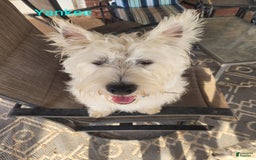 West Highland Terrier dogs for sale: Yankee - Image 2
