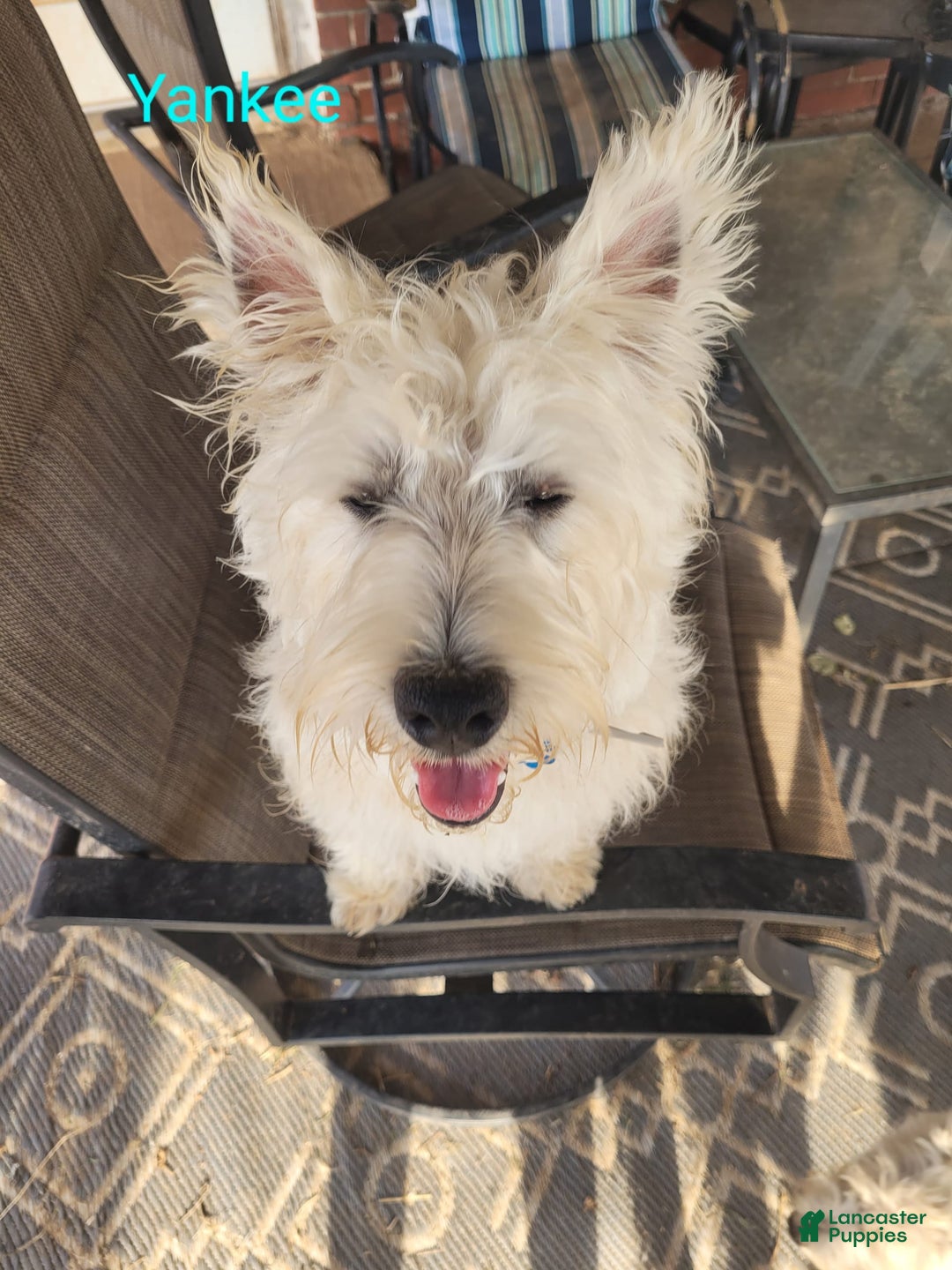 West Highland Terrier dogs for sale: Yankee - Image 2