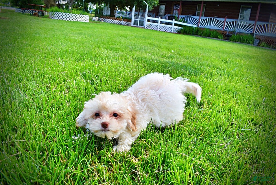 Havapoo dogs for sale: Vanilla - Image 25