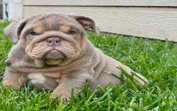English Bulldog dogs for sale: Kolyac - Image 1