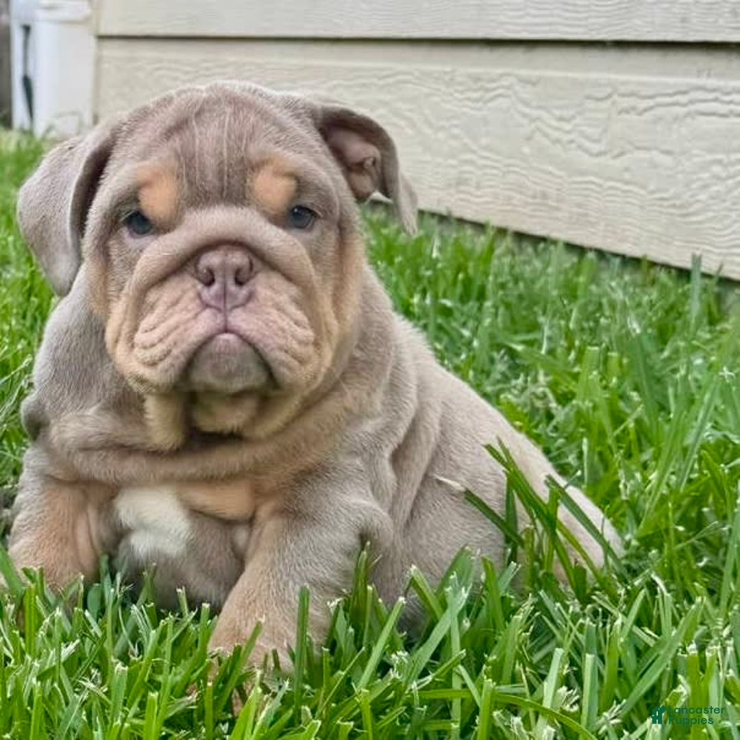 English Bulldog dogs for sale: Kolyac - Image 1