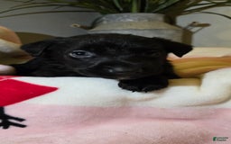 Labrador Retriever dogs for sale: Darth - Image 9