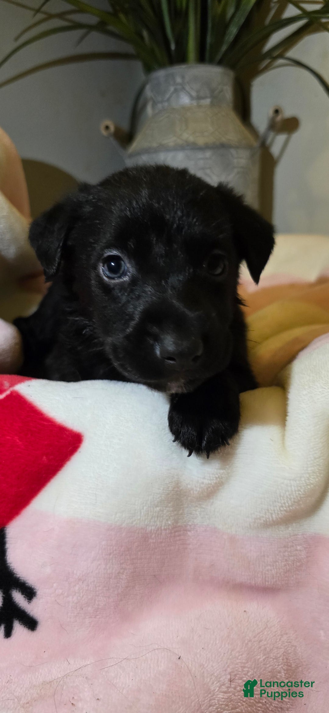 Labrador Retriever dogs for sale: Darth - Image 9