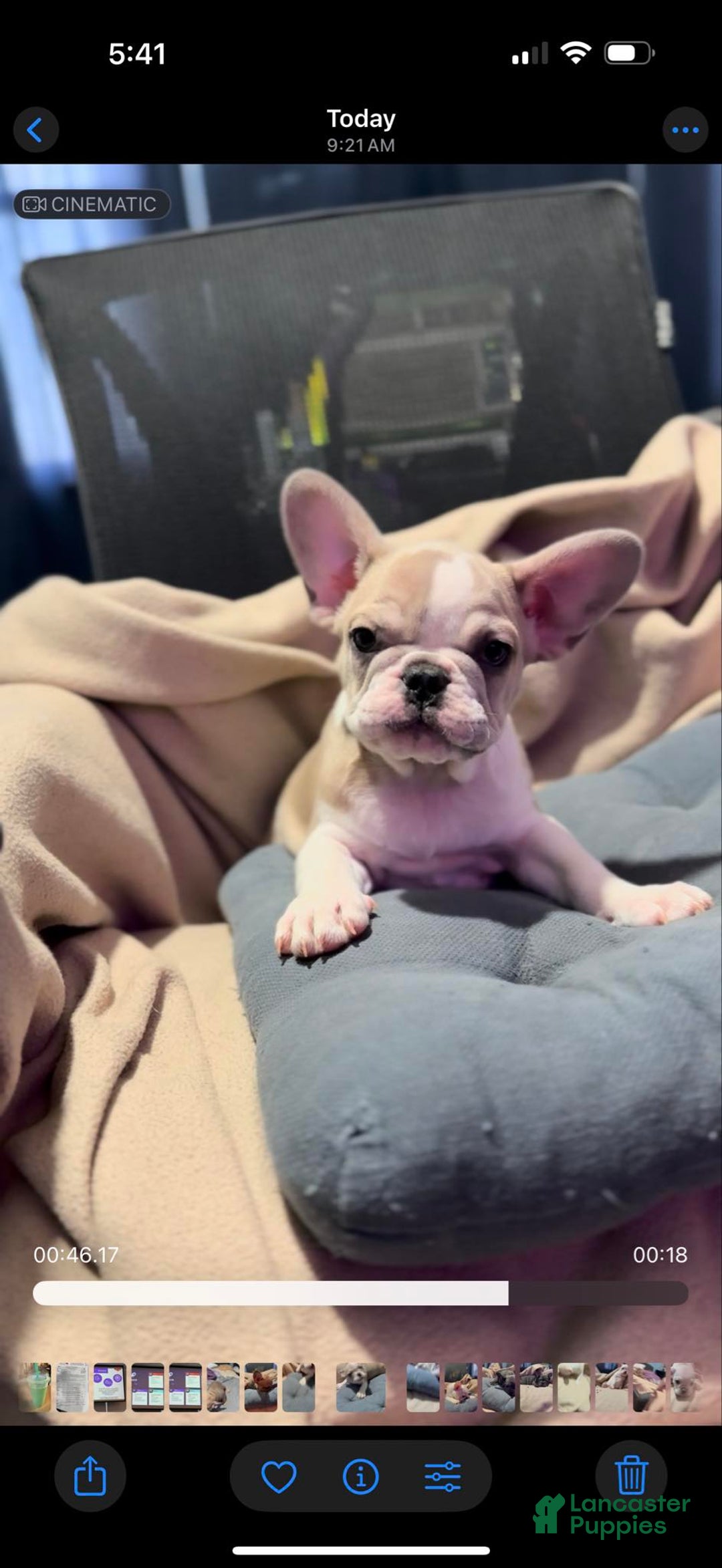 French Bulldog dogs for sale: Favorite - Image 1