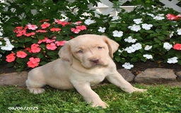 Labrador Retriever dogs for sale: Labrador Retriever 9 puppies - Image 6