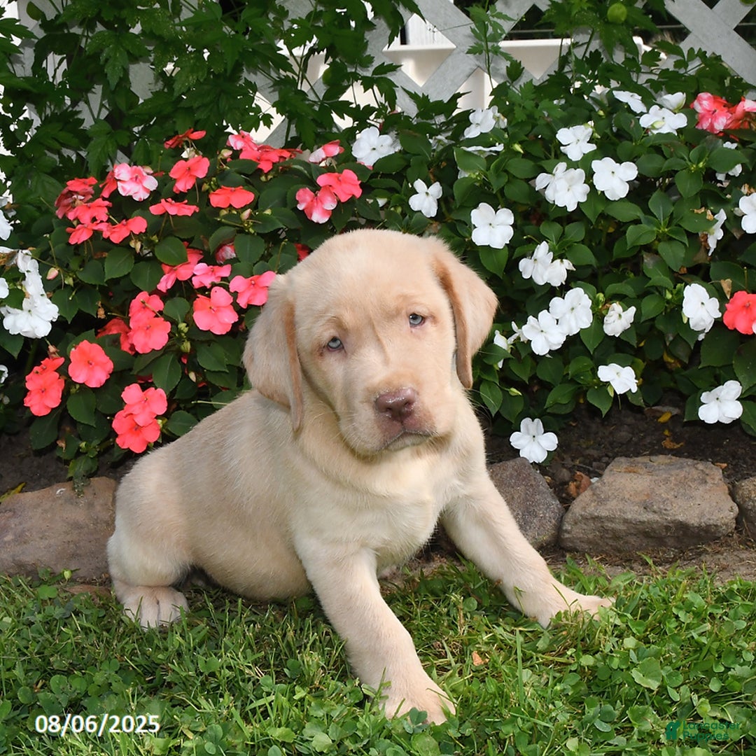 Labrador Retriever dogs for sale: Labrador Retriever 9 puppies - Image 6