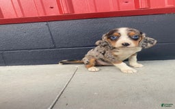 Beaglier dogs for sale: Annie - Image 7