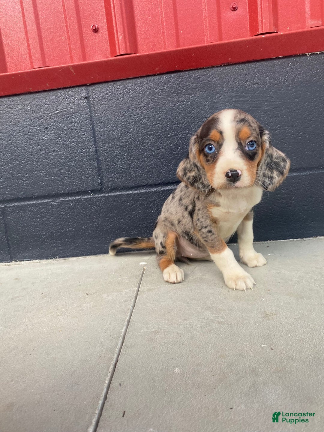 Beaglier dogs for sale: Annie - Image 7