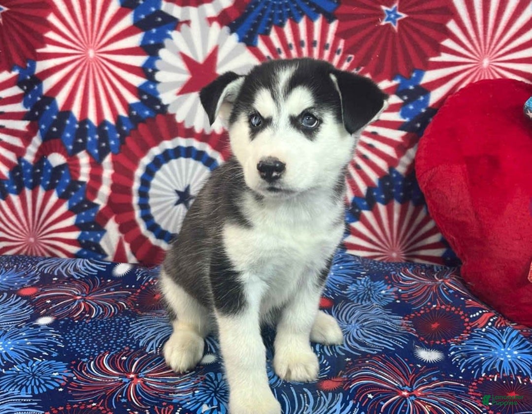 Siberian Husky dogs for sale: Nala - Image 2