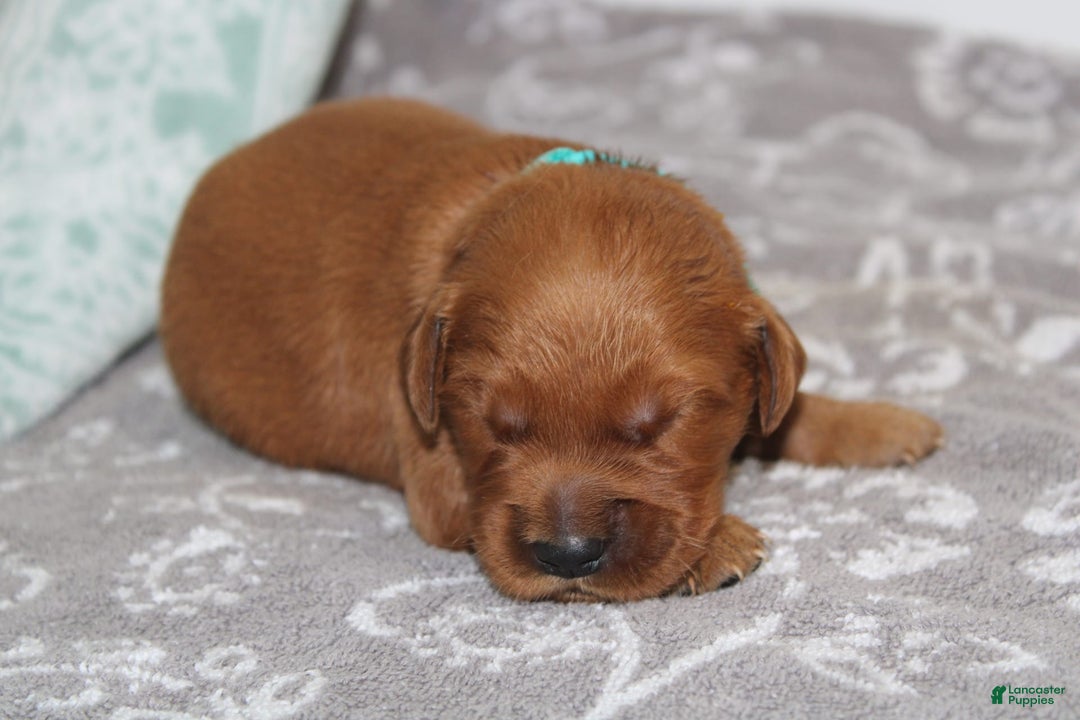 Golden Retriever dogs for sale: Rusty - Image 2