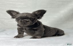 French Bulldog dogs for sale: Sky - Image 7