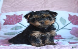 Morkie dogs for sale: Benji - Image 2