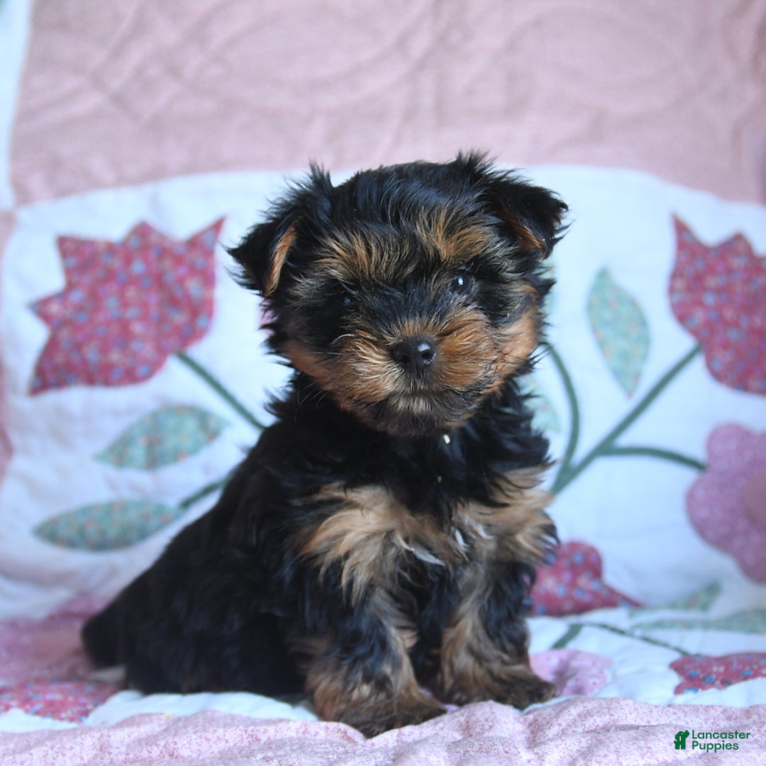 Morkie dogs for sale: Benji - Image 2
