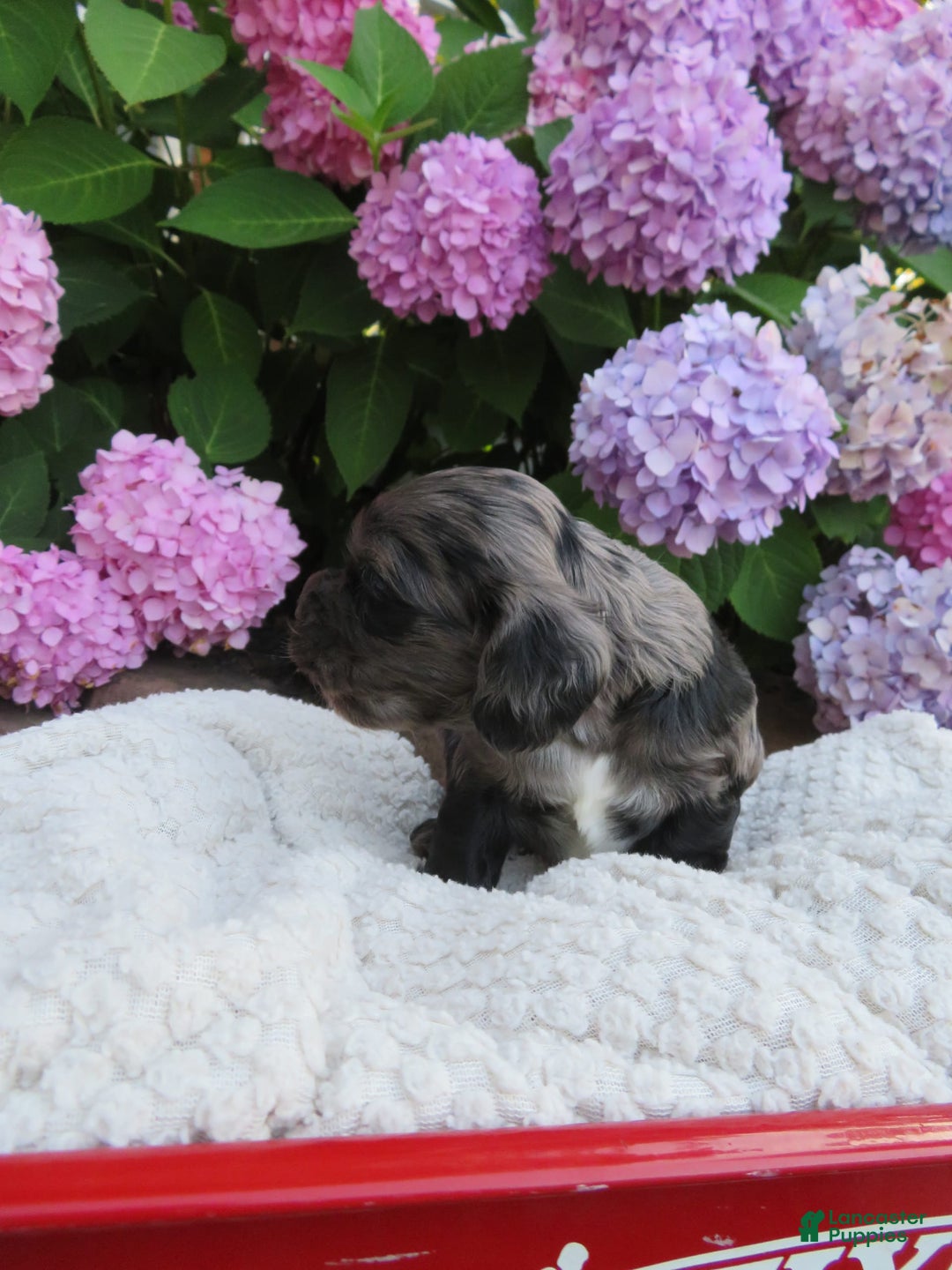 Cocker Spaniel dogs for sale: Oliver - Image 1