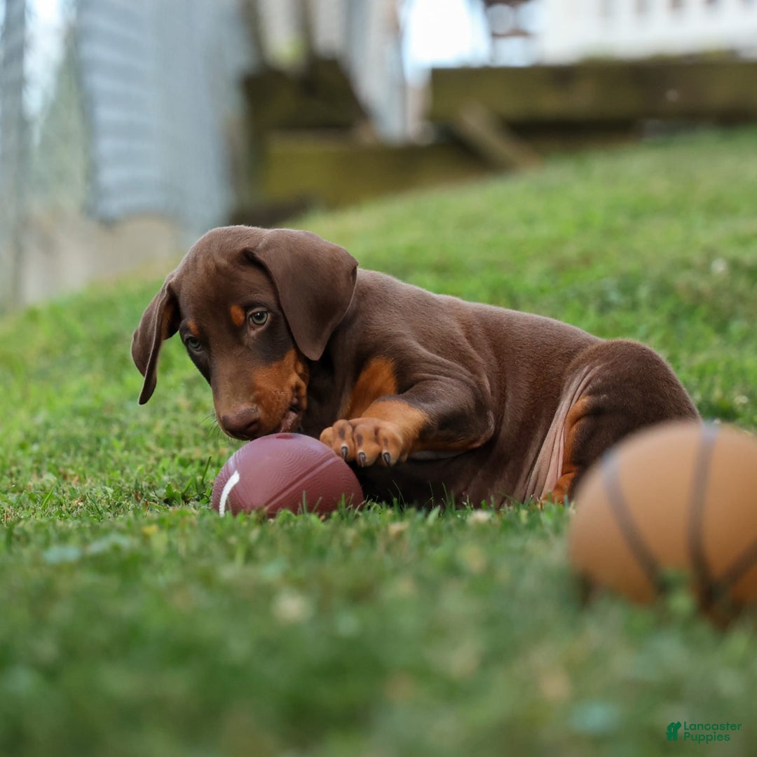 Doberman Pinscher dogs for sale: Doberman Pinscher 3 puppies - Image 12