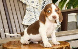 Beagle dogs for sale: Porter - Image 7