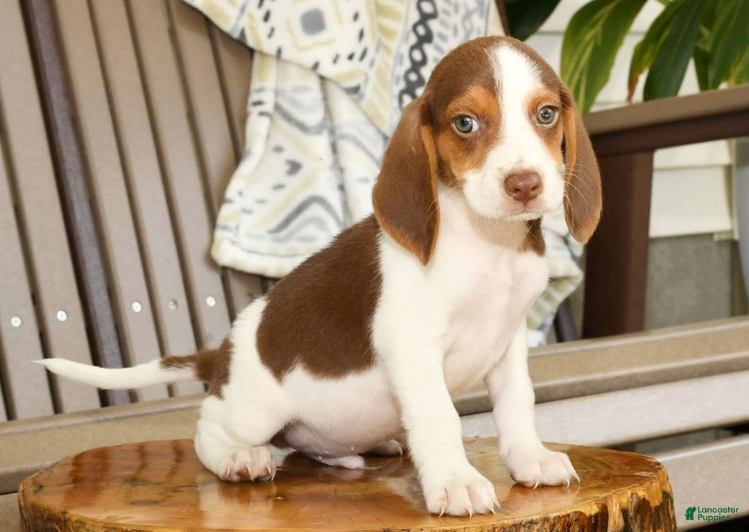 Beagle dogs for sale: Porter - Image 7