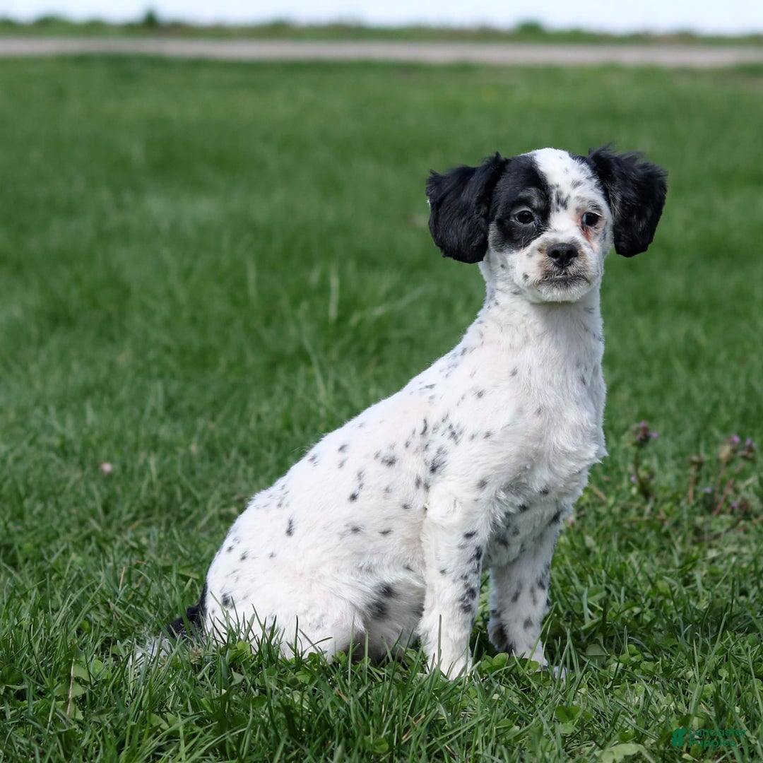 Shihpoo dogs for sale: Benny - Image 8