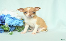 Chihuahua dogs for sale: Roxy - Image 5