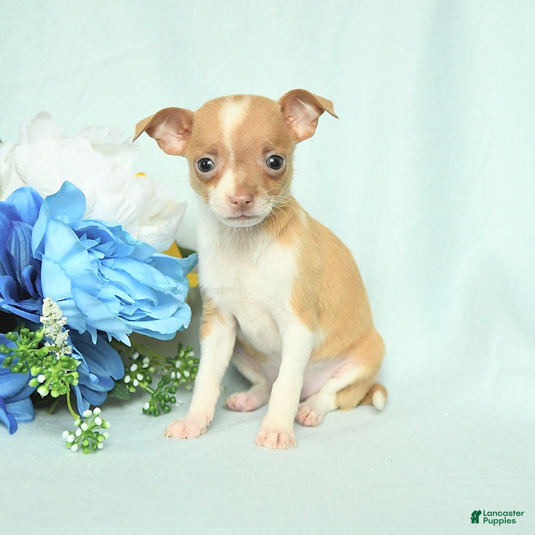 Chihuahua dogs for sale: Roxy - Image 5