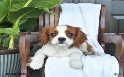 Cavalier King Charles Spaniel dogs for sale: Stacy - Image 4