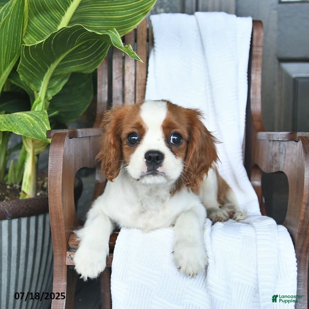 Cavalier King Charles Spaniel dogs for sale: Stacy - Image 4