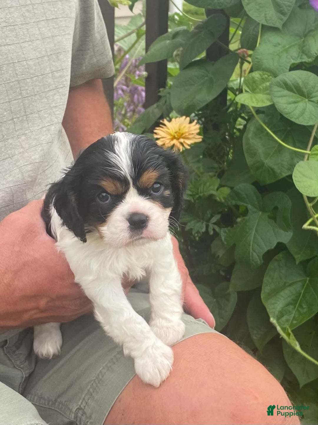Cavalier King Charles Spaniel dogs for sale: Tri - Image 15