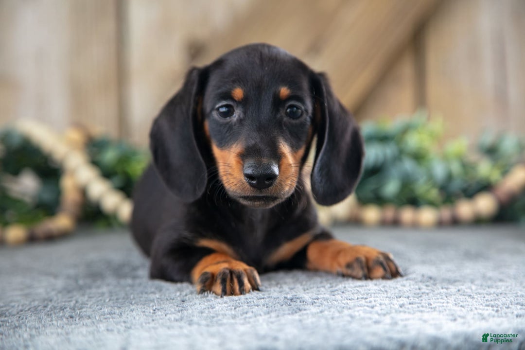 Miniature Dachshund dogs for sale: Diamond - Image 2