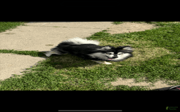 Pomsky dogs for sale: Ruger Iron Tate - Image 4