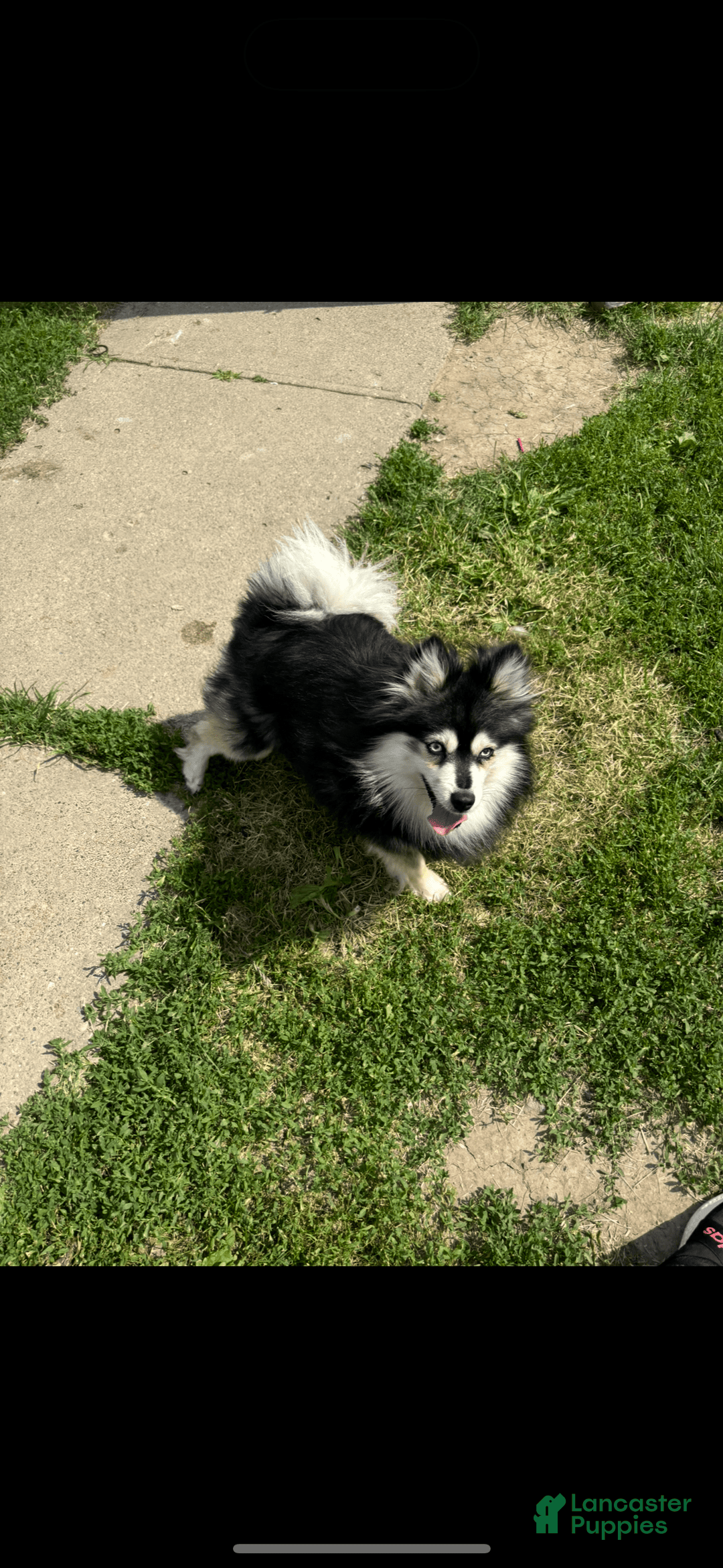 Pomsky dogs for sale: Ruger Iron Tate - Image 4
