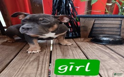 American Bully dogs for sale: Green Col - Image 1