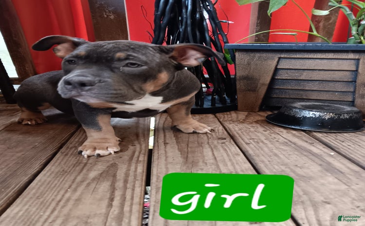 American Bully dogs for sale - Ad 3