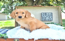 Golden Retriever dogs for sale: Abby - Image 4