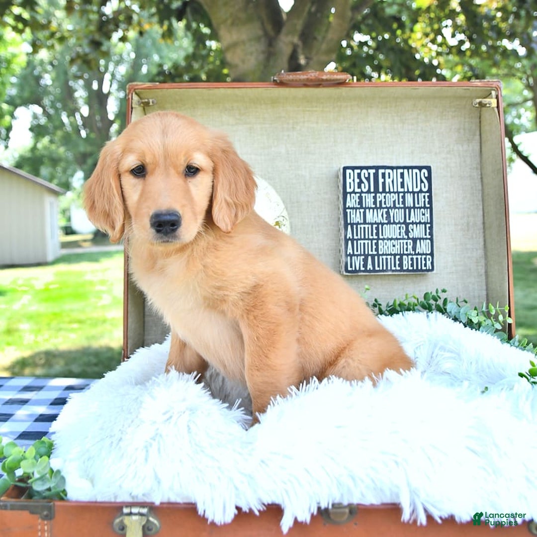 Golden Retriever dogs for sale: Abby - Image 4