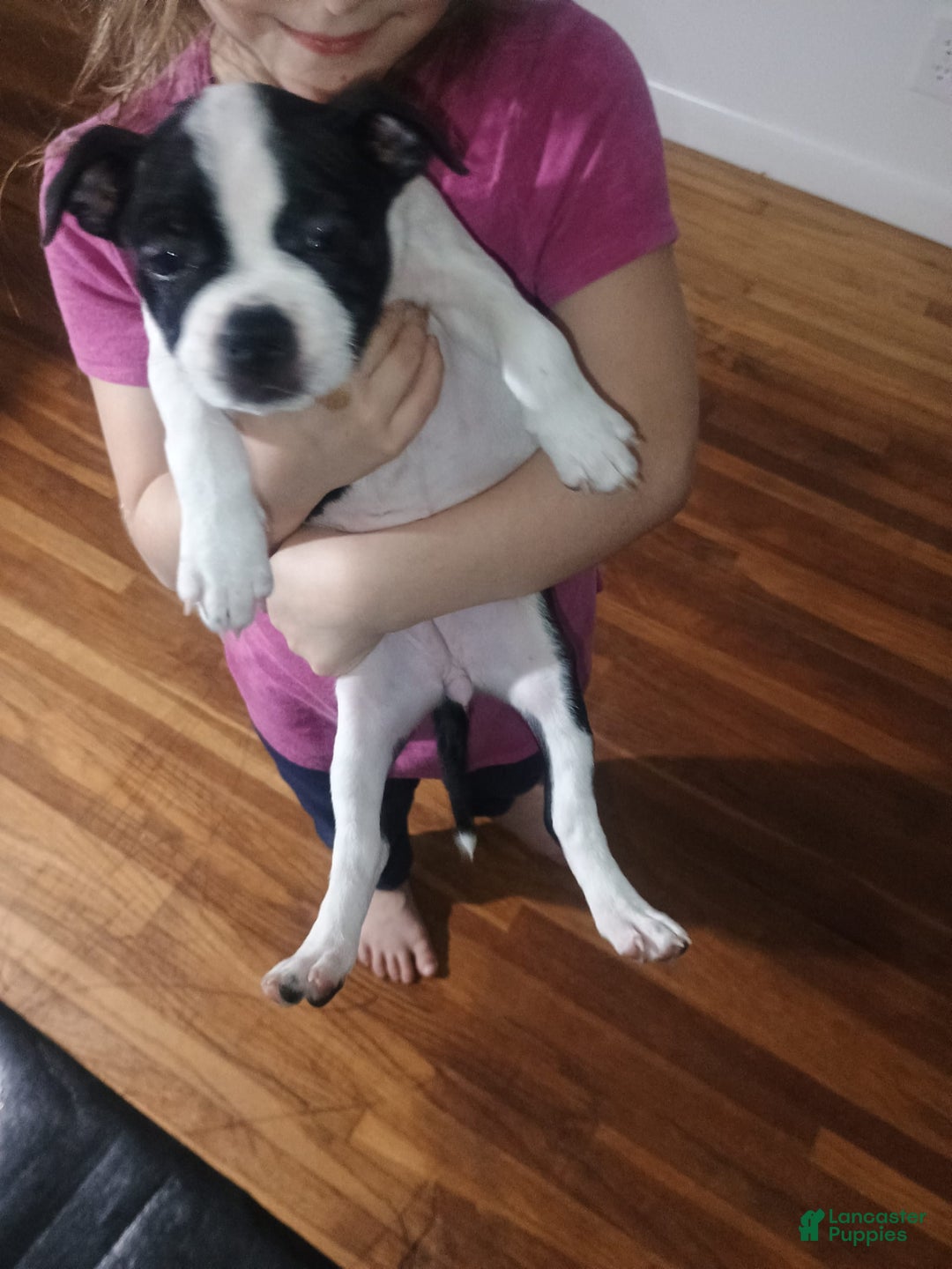Boston Terrier dogs for sale: Samantha - Image 3