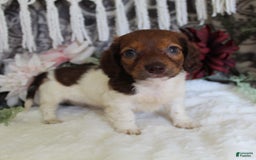 Miniature Dachshund dogs for sale: Gloria - Image 16