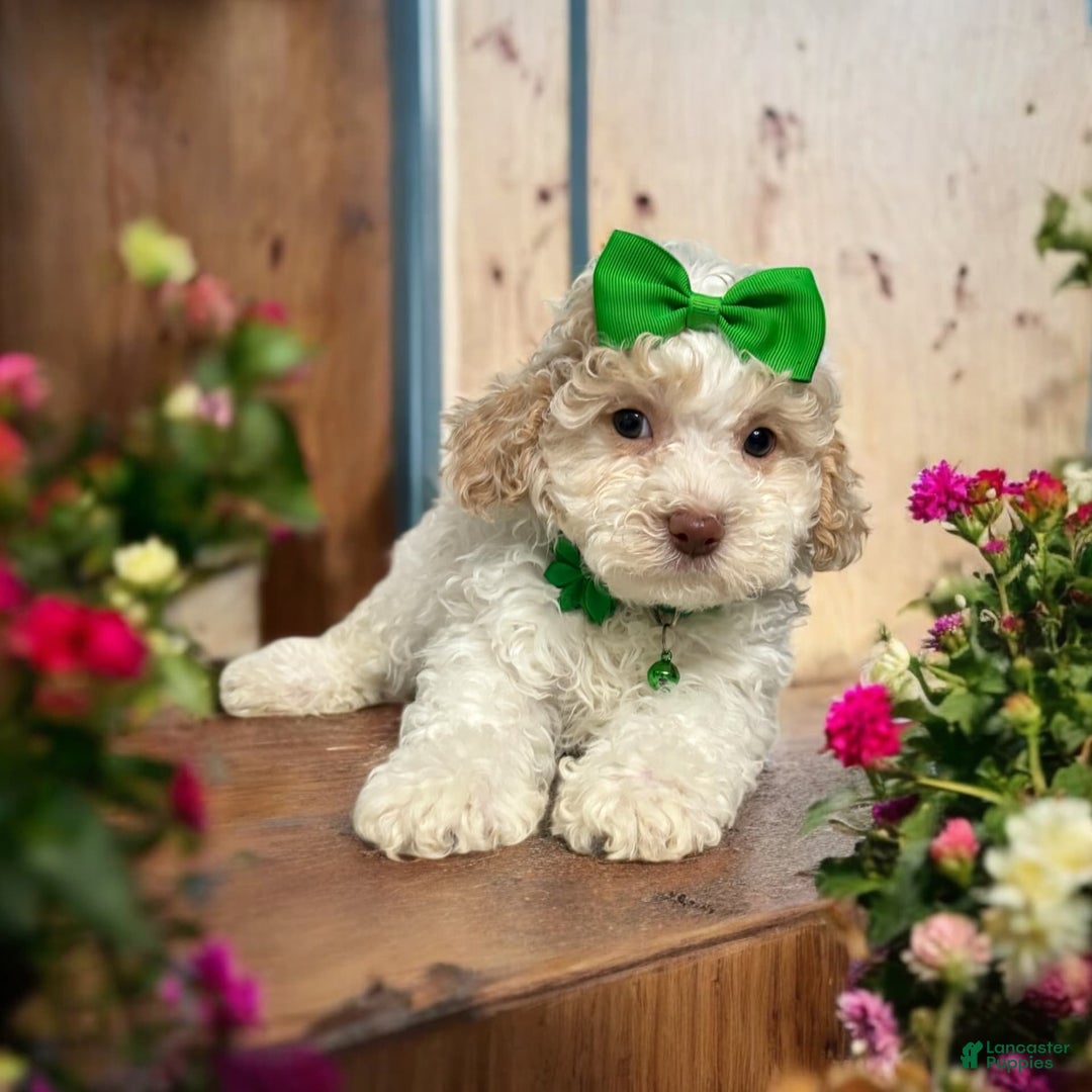 Cavapoo dogs for sale: Biscotti - Image 10