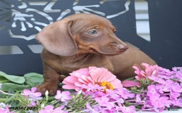 Miniature Dachshund dogs for sale: Gracie - Image 4