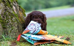 Cockapoo dogs for sale: Akira - Image 7