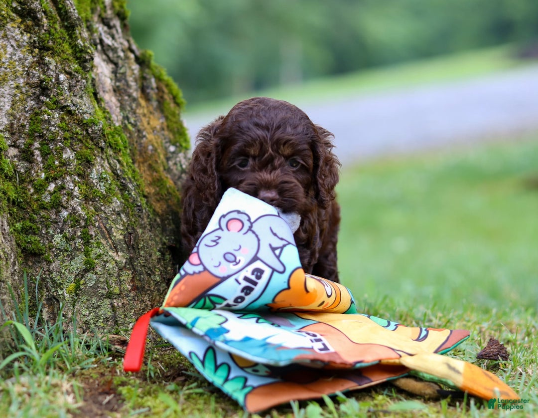 Cockapoo dogs for sale: Akira - Image 7