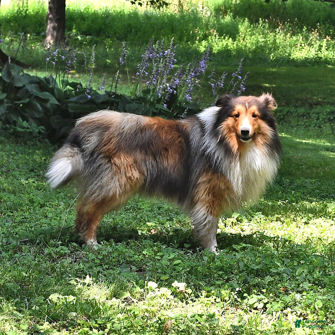 Shetland Sheepdog dogs for sale: Megan - Image 7