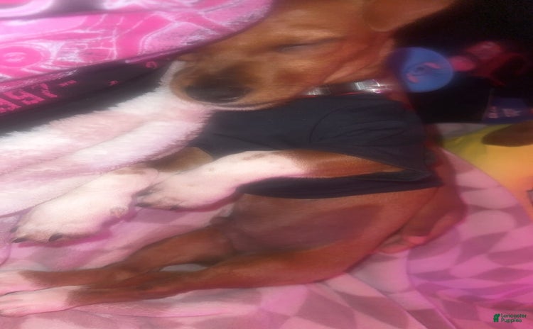 Dachshund dogs for sale - Ad 1