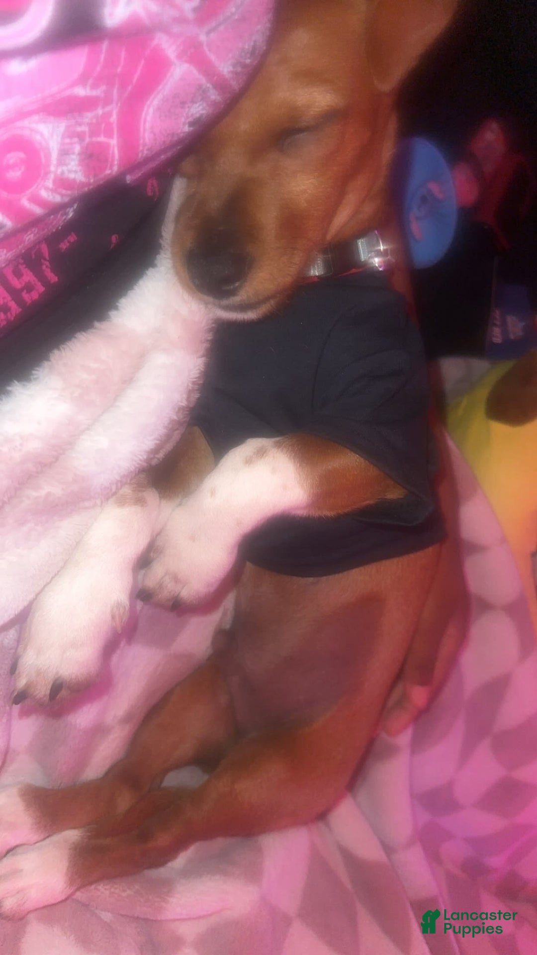 Dachshund dogs for sale: Not Named - Image 1
