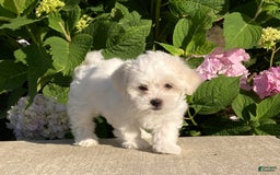 Coton De Tulear dogs for sale: Button - Image 7